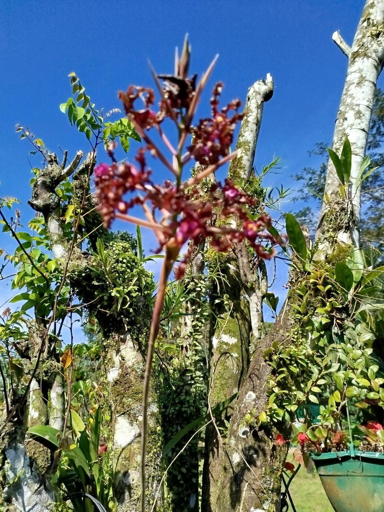 Paraiso Verde Siqurres Da Alegria Dış mekan fotoğraf
