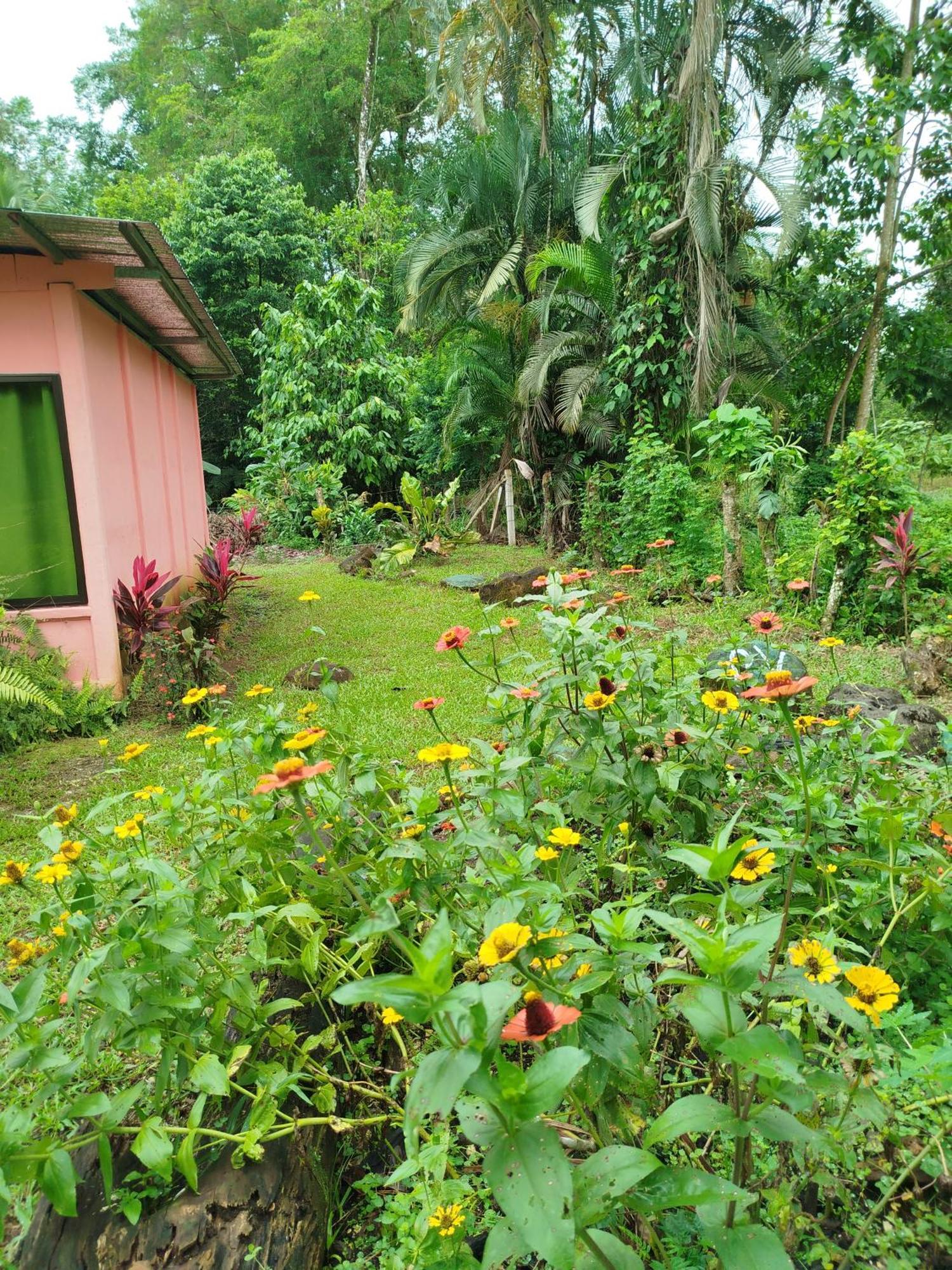 Paraiso Verde Siqurres Da Alegria Oda fotoğraf